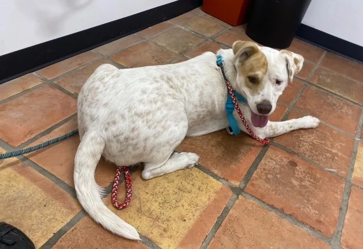 An adult large-sized male White / Cream Labrador Retriever dog named Murdock Wajct for adoption in Missouri City, TX