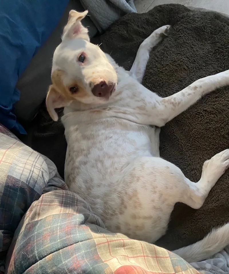 Murdock Wajct thumbnail 6