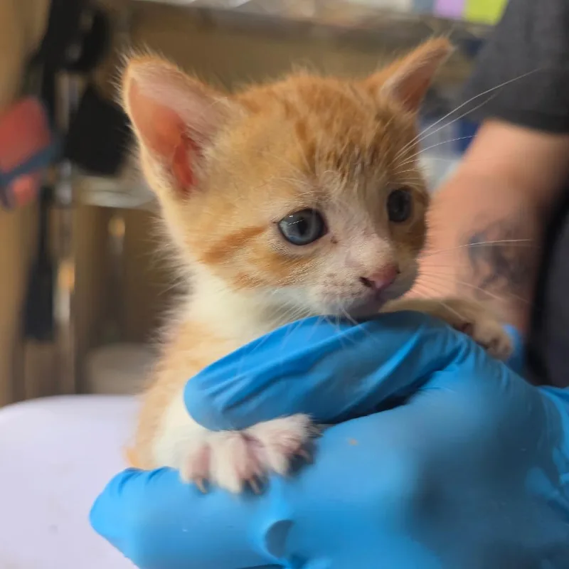A baby small-sized male Orange / Red Domestic Short Hair cat named Jeti for adoption in Corinth, MS