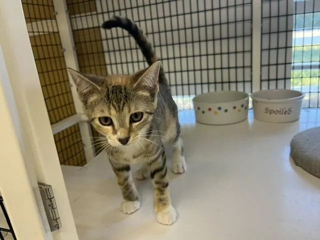A young small-sized female Tabby (Buff / Tan / Fawn) Domestic Short Hair cat named Chili for adoption in Grosse Ile, MI