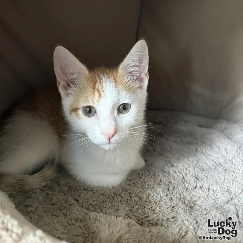 A baby medium-sized female Orange & White Domestic Short Hair cat named Bumblebee for adoption in Washington, DC