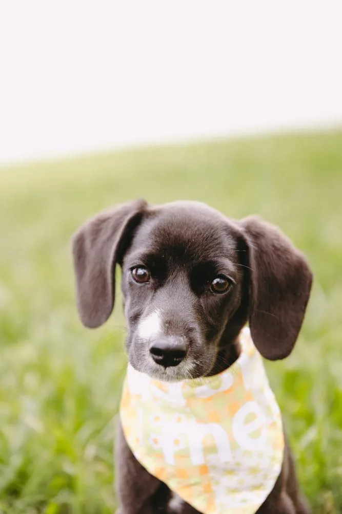 A baby medium-sized female Black Dachshund dog named Kit for adoption in Elmsford, NY