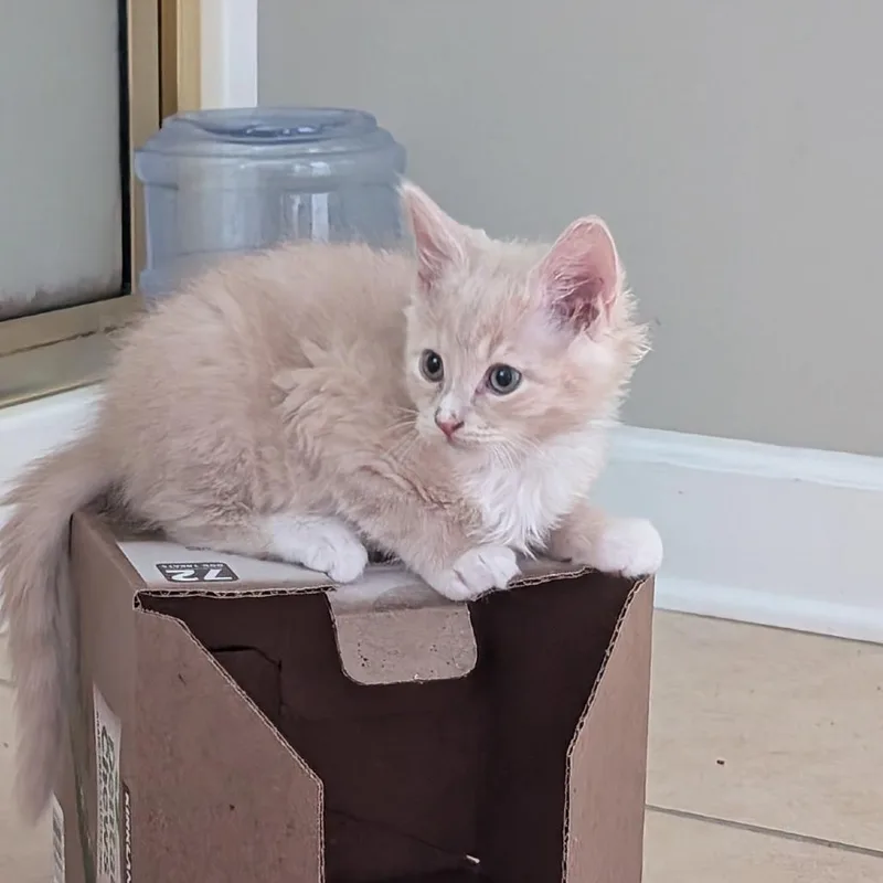 A baby medium-sized male Tabby (Orange / Red) Domestic Medium Hair cat named Blueberry for adoption in Chattanooga, TN