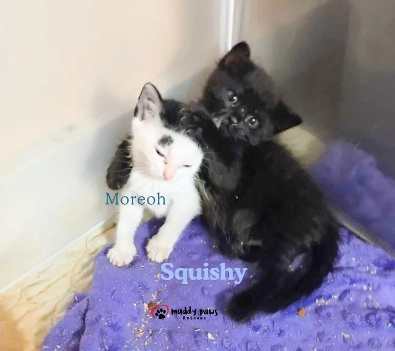 A baby small-sized female Black & White / Tuxedo Domestic Short Hair cat named Moreoh for adoption in Council Bluffs, IA