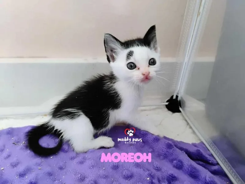 Moreoh thumbnail 2