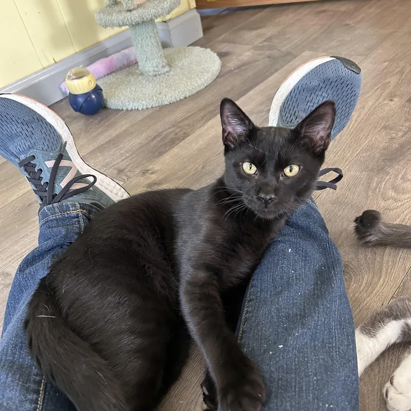 A baby medium-sized male Black Domestic Short Hair cat named Bob for adoption in Mount Rainier, MD