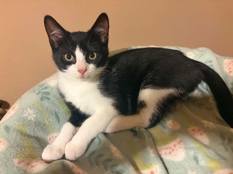 A young medium-sized male Black & White / Tuxedo Domestic Short Hair cat named Chicken Wing for adoption in Belchertown, MA