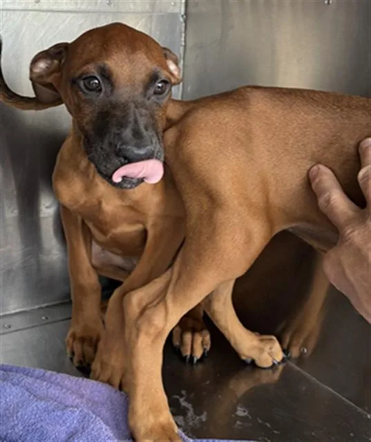 A baby small-sized male German Shepherd Dog dog named Dingo for adoption in Phoenix, AZ