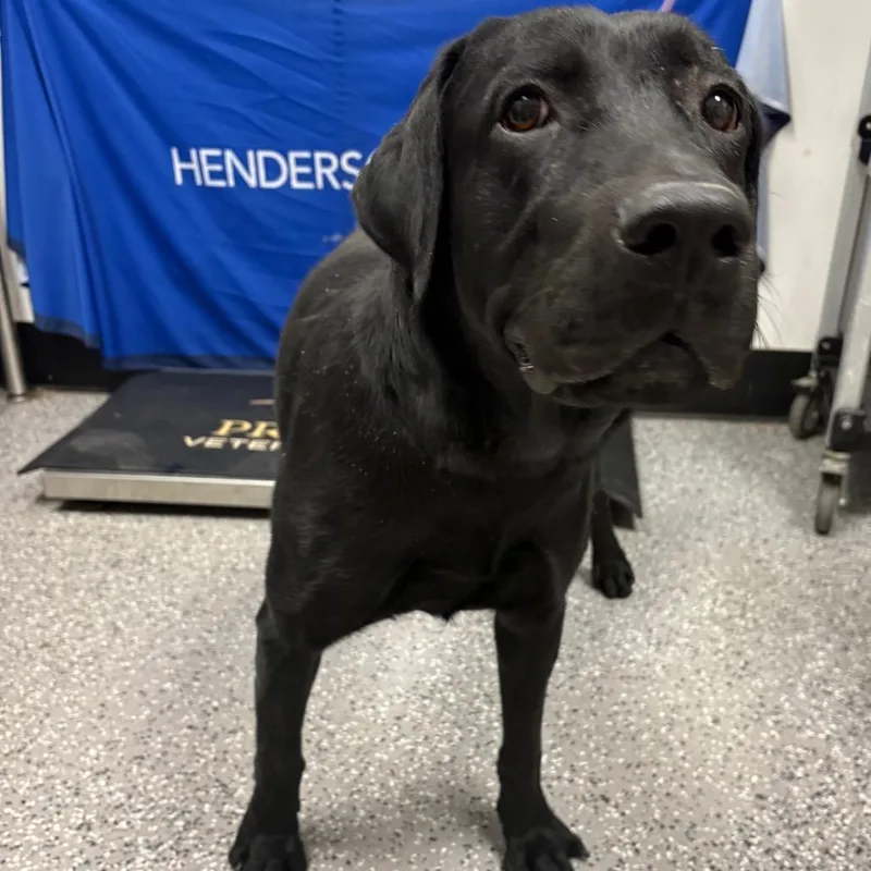 An adult large-sized male Black Labrador Retriever dog named HACCStray for adoption in Henderson, NV