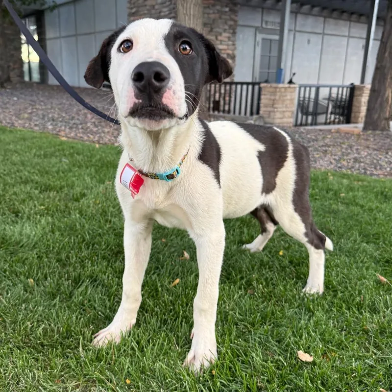 A young medium-sized male Pit Bull Terrier dog named Petey for adoption in Parker, CO