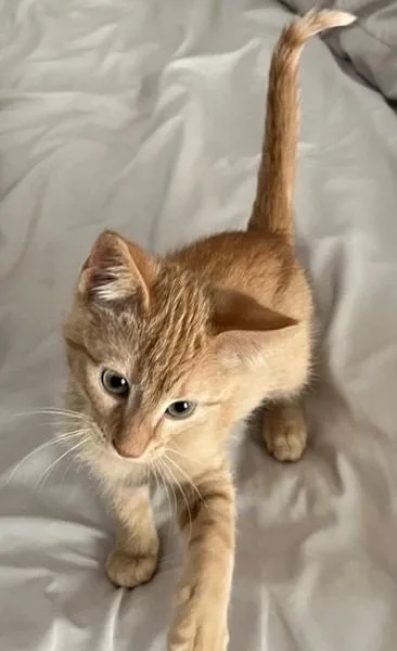 A baby medium-sized male Domestic Short Hair cat named Axl Rose for adoption in Cumming, GA