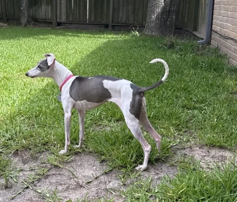 An adult small-sized female Gray / Blue / Silver Italian Greyhound dog named Nettie  Katy TX for adoption in Argyle, TX