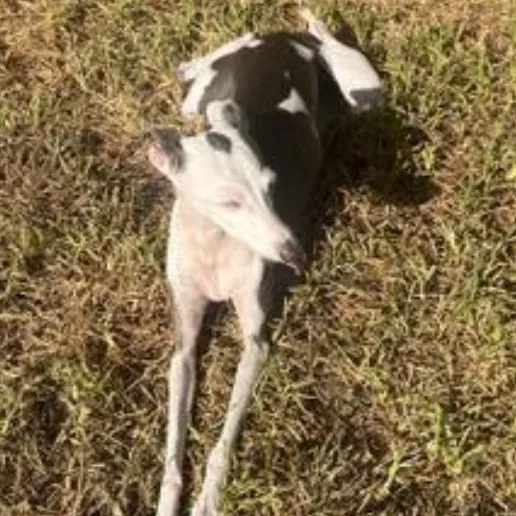 Nettie  Katy TX thumbnail 5
