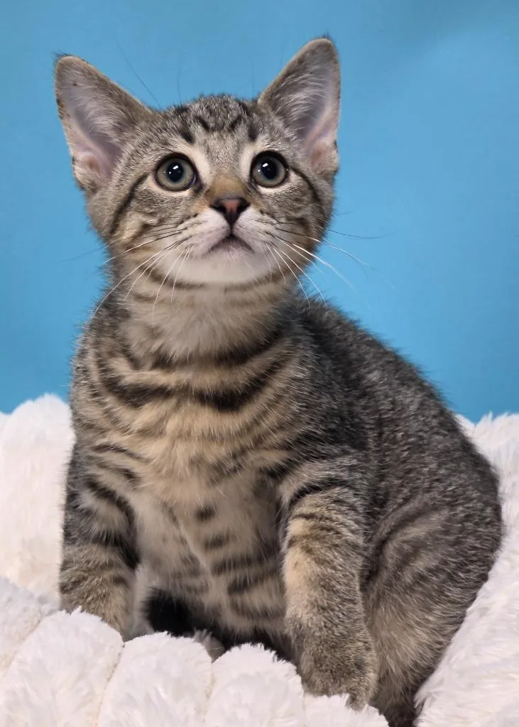A baby medium-sized male Domestic Short Hair cat named Bert for adoption in Huntington, IN