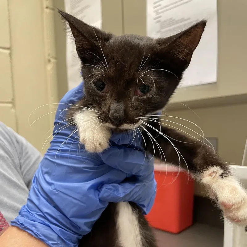 A baby small-sized female Black Domestic Short Hair cat named Princess Sofia for adoption in Columbus, GA