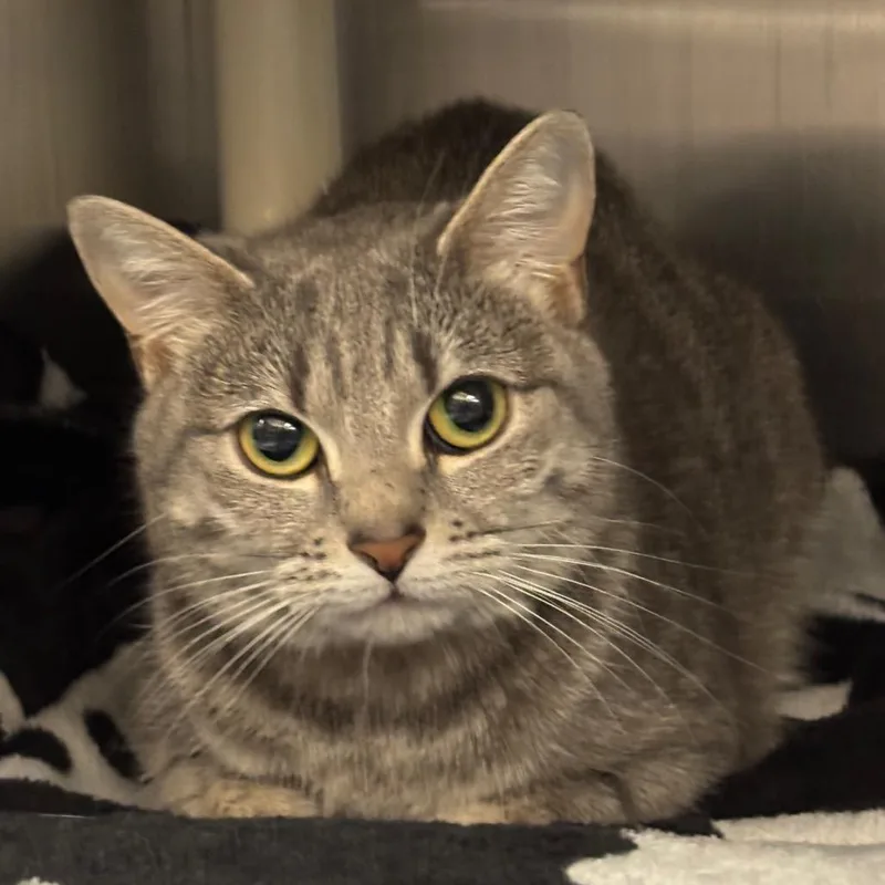 A young medium-sized female Gray / Blue / Silver Domestic Short Hair cat named Redbull for adoption in Springfield, MA