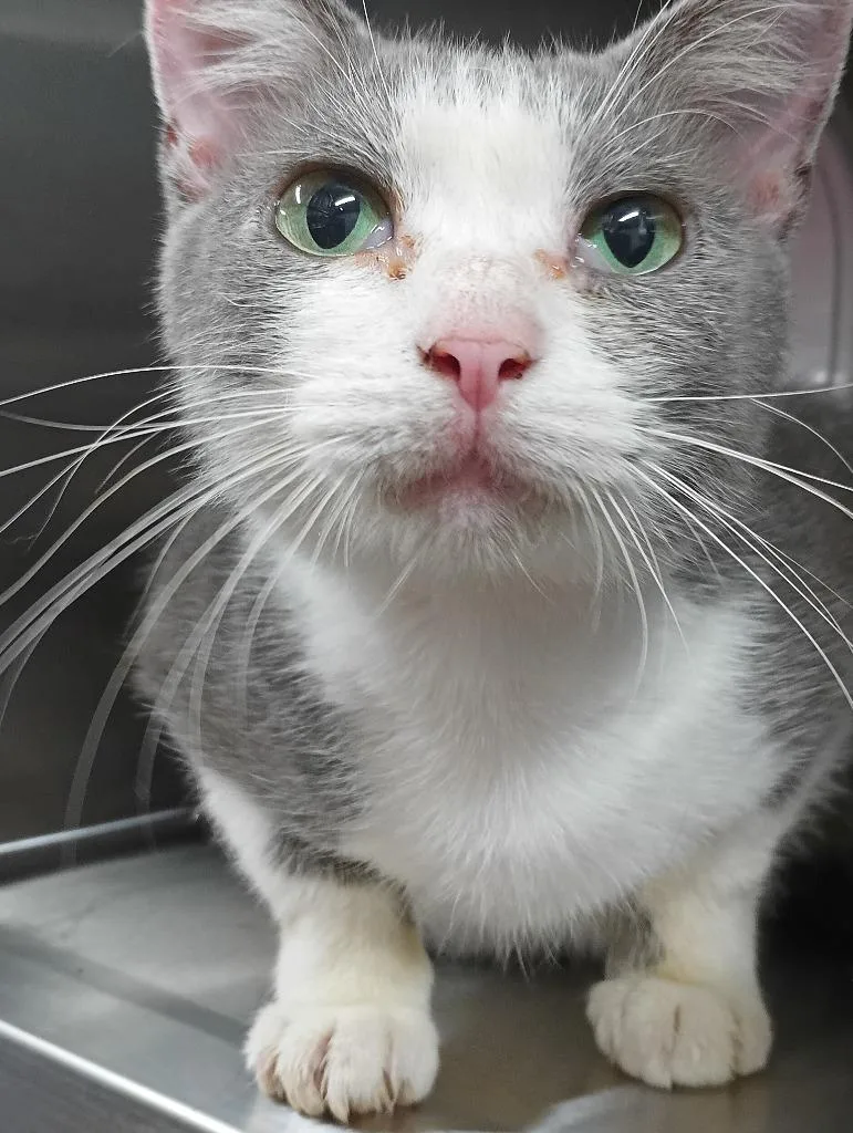 An adult small-sized female Domestic Short Hair cat named Momma for adoption in Springfield, TN