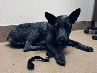 An adult medium-sized female Australian Cattle Dog / Blue Heeler dog named Sapphire for adoption in Norco, CA