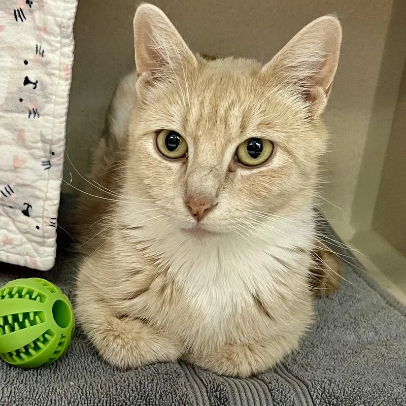 An adult medium-sized female Buff / Tan / Fawn Domestic Short Hair cat named Birdie for adoption in Tacoma, WA