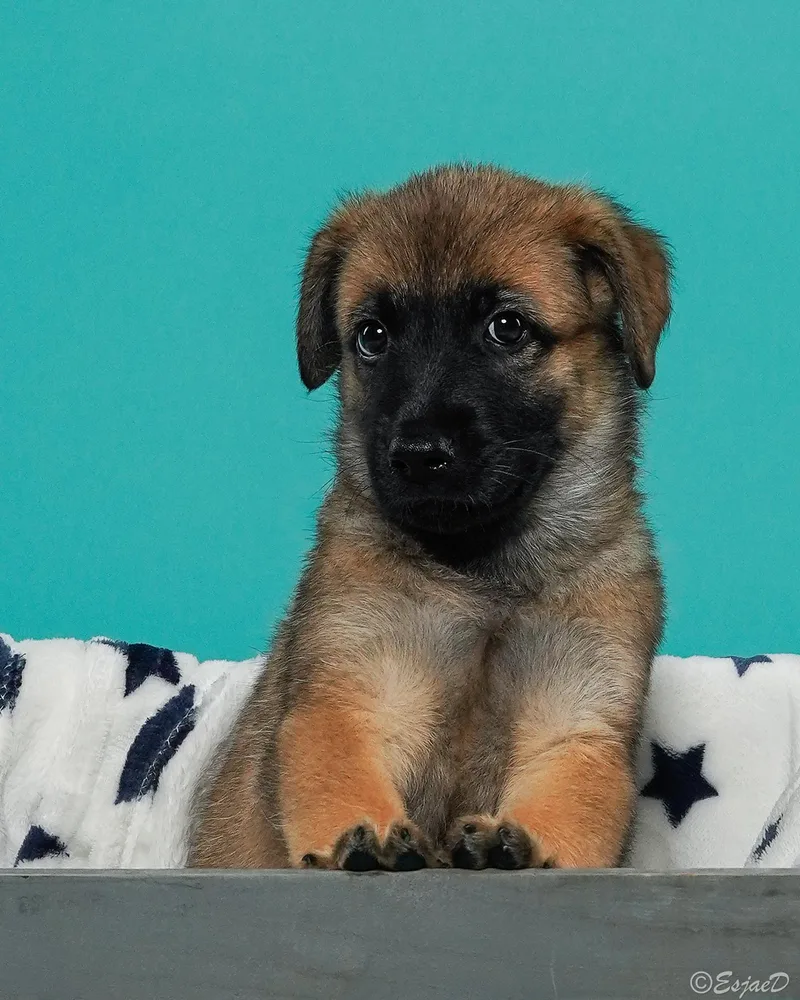 A baby medium-sized male Bicolor Shepherd dog named Bake  Shepsky for adoption in Studio City, CA