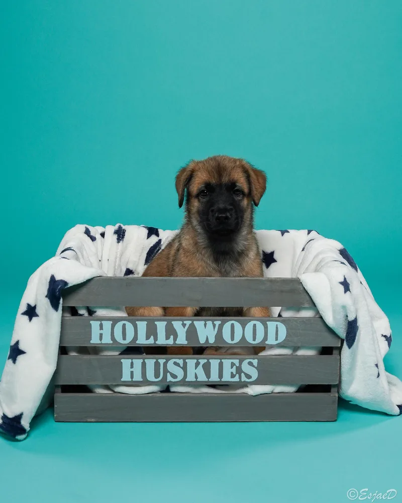 Bake  Shepsky thumbnail 2