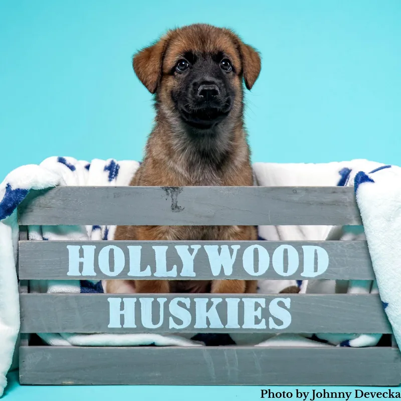 Bake  Shepsky thumbnail 3