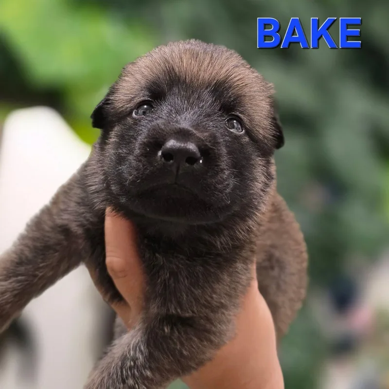 Bake  Shepsky thumbnail 5