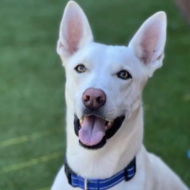 An adult large-sized male Shepherd dog named Cooper Dooper for adoption in San Diego, CA