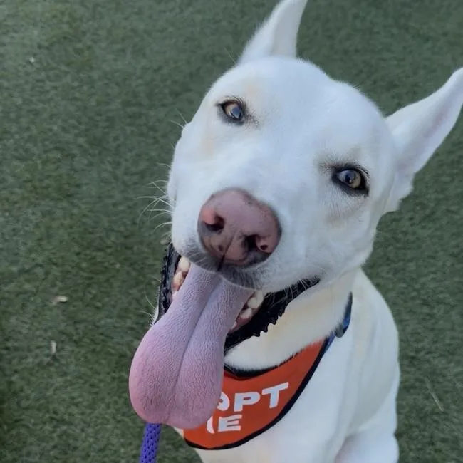 Cooper Dooper thumbnail 3
