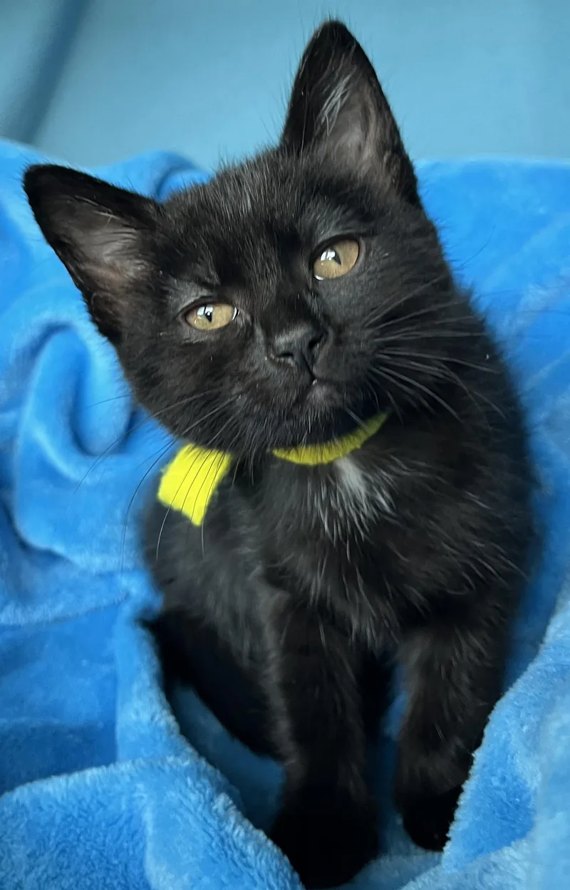 A baby medium-sized female Domestic Short Hair cat named Nina for adoption in Lyle, WA