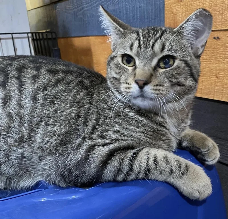 Mr. Tomcat thumbnail 2