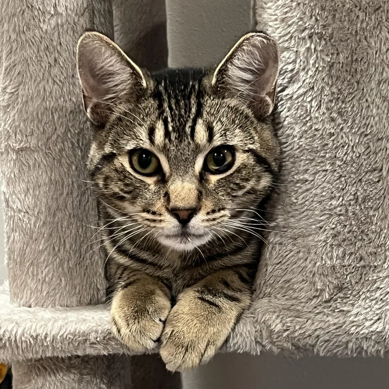 Mr. Tomcat thumbnail 4