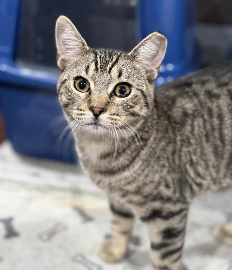 Mr. Tomcat thumbnail 5