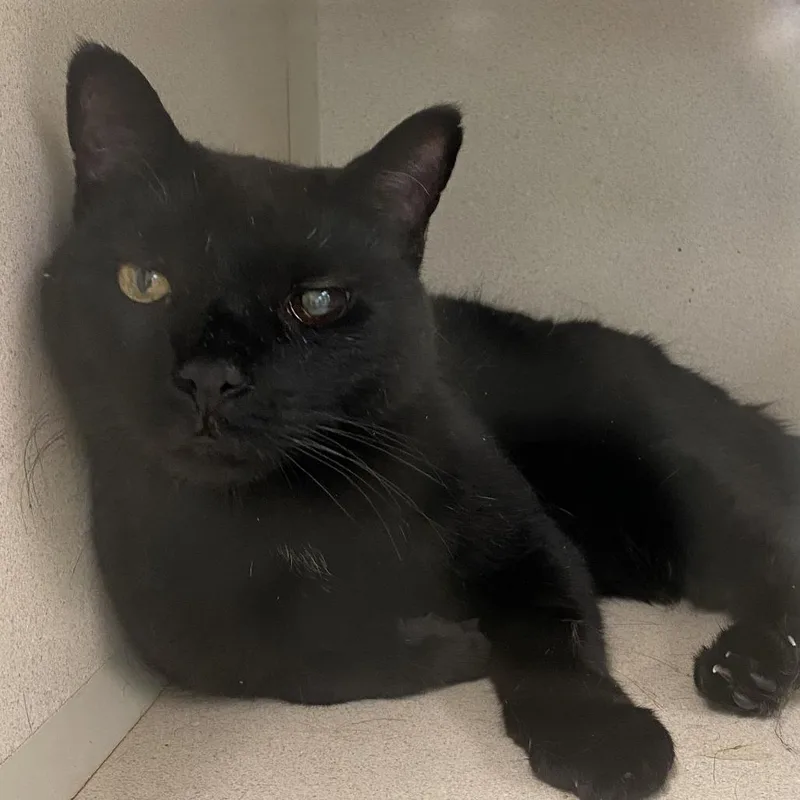 An adult medium-sized female Black Domestic Short Hair cat named Halo for adoption in Hudson, NY