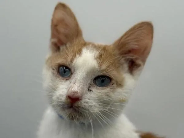 A young small-sized male Domestic Short Hair cat named Waylon for adoption in Portland, OR