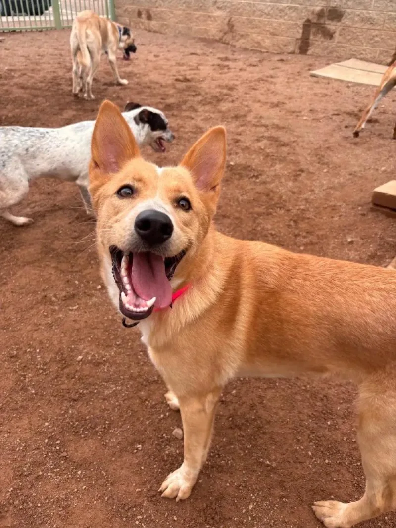 An adult medium-sized female Golden Mixed Breed dog named Penny for adoption in Hobbs, NM