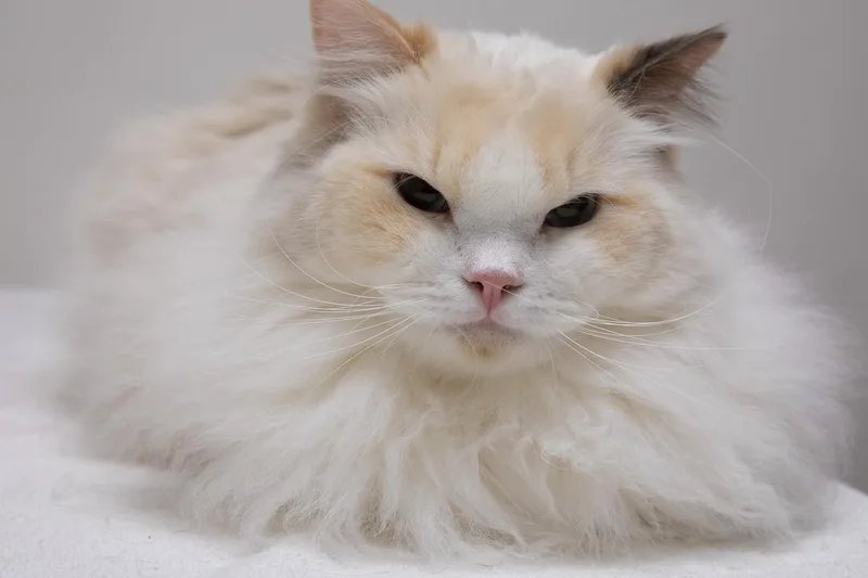 An adult large-sized female Calico Ragdoll cat named Periwinkle for adoption in Montclair, NJ
