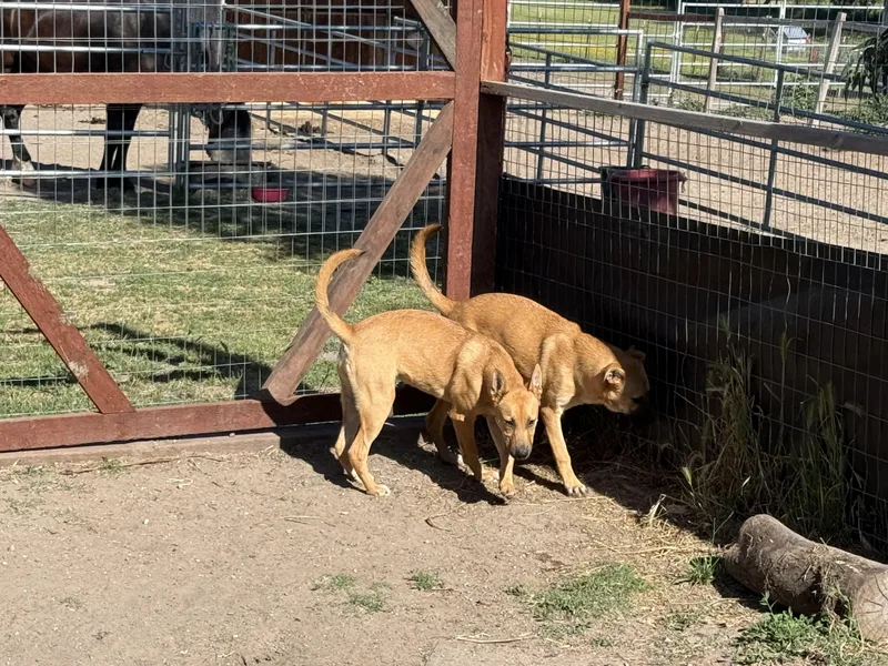 A baby medium-sized female German Shepherd Dog dog named Lianna for adoption in Petaluma, CA