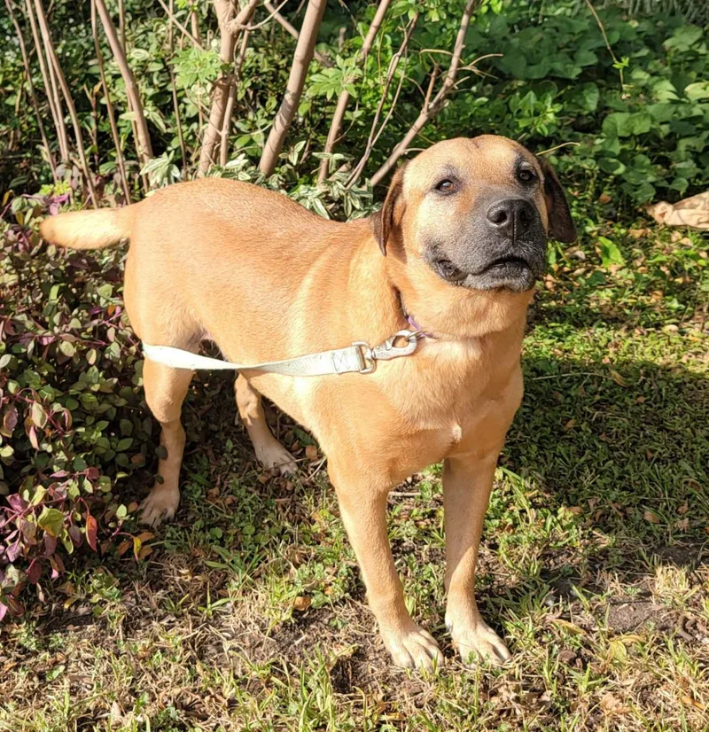 An adult medium-sized female Golden Hound dog named Farah for adoption in Houston, TX