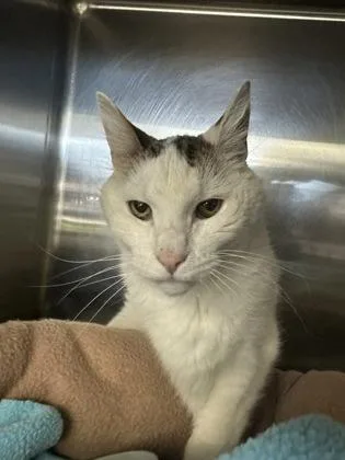 A senior medium-sized male Domestic Short Hair cat named Molasses for adoption in Manitowoc, WI
