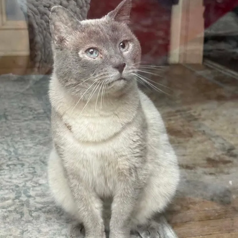 An adult small-sized male Siamese cat named Dumpling for adoption in Ringtown, PA