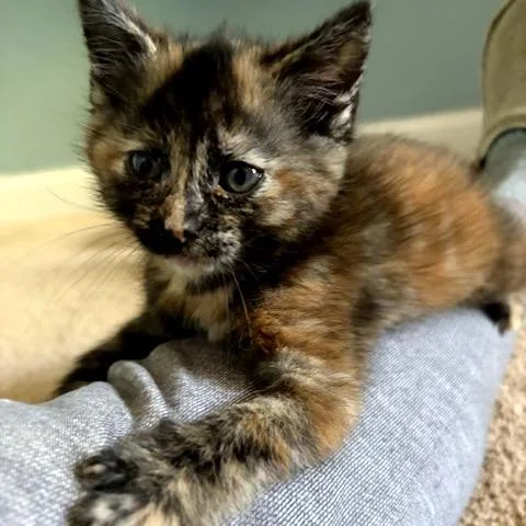 A baby small-sized female Tortoiseshell Domestic Short Hair cat named Penny for adoption in Potomac, MD