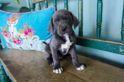 A baby small-sized female Labrador Retriever dog named Reba for adoption in San Antonio, TX