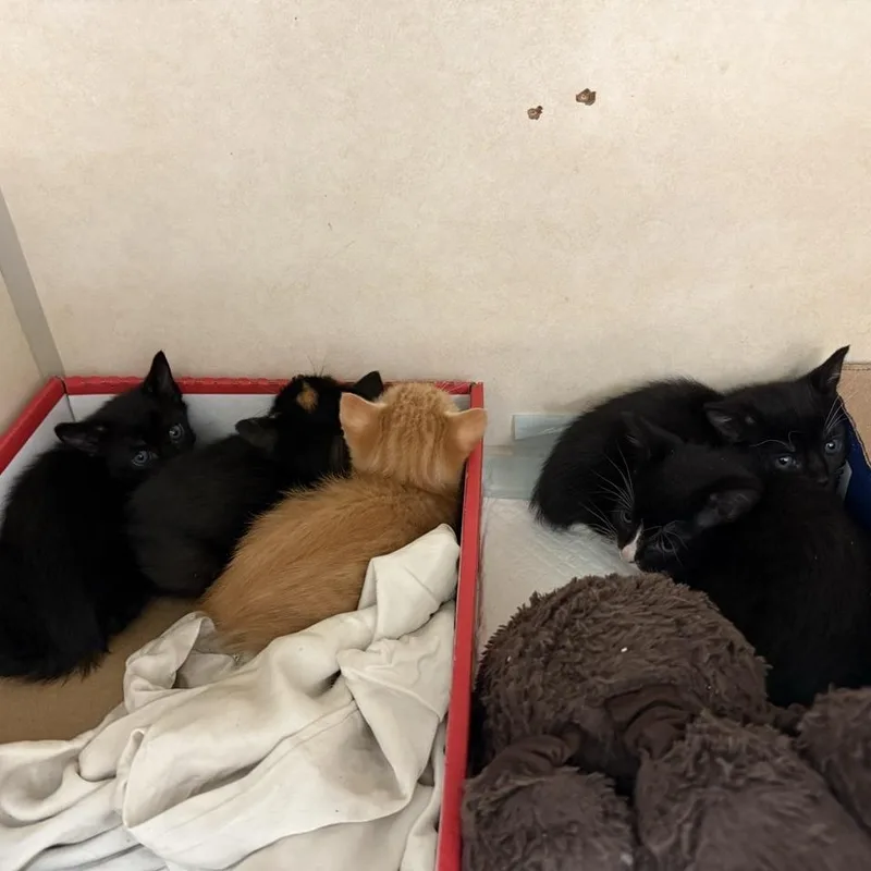 A baby small-sized female Black Domestic Short Hair cat named Xoloitzcuintli for adoption in Westminster, CA