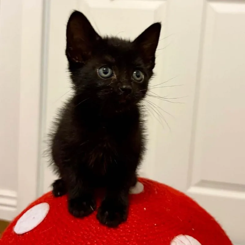 Xoloitzcuintli thumbnail 2