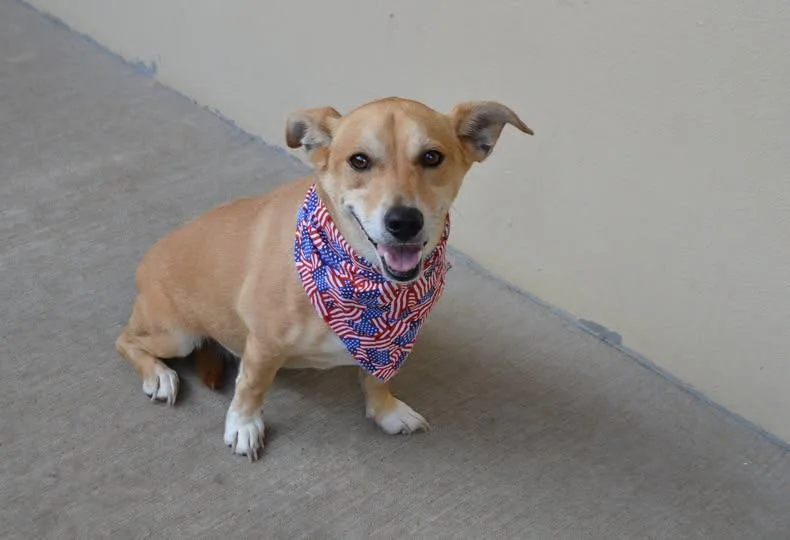 An adult large-sized male Mixed Breed dog named Copper for adoption in McKinney, TX