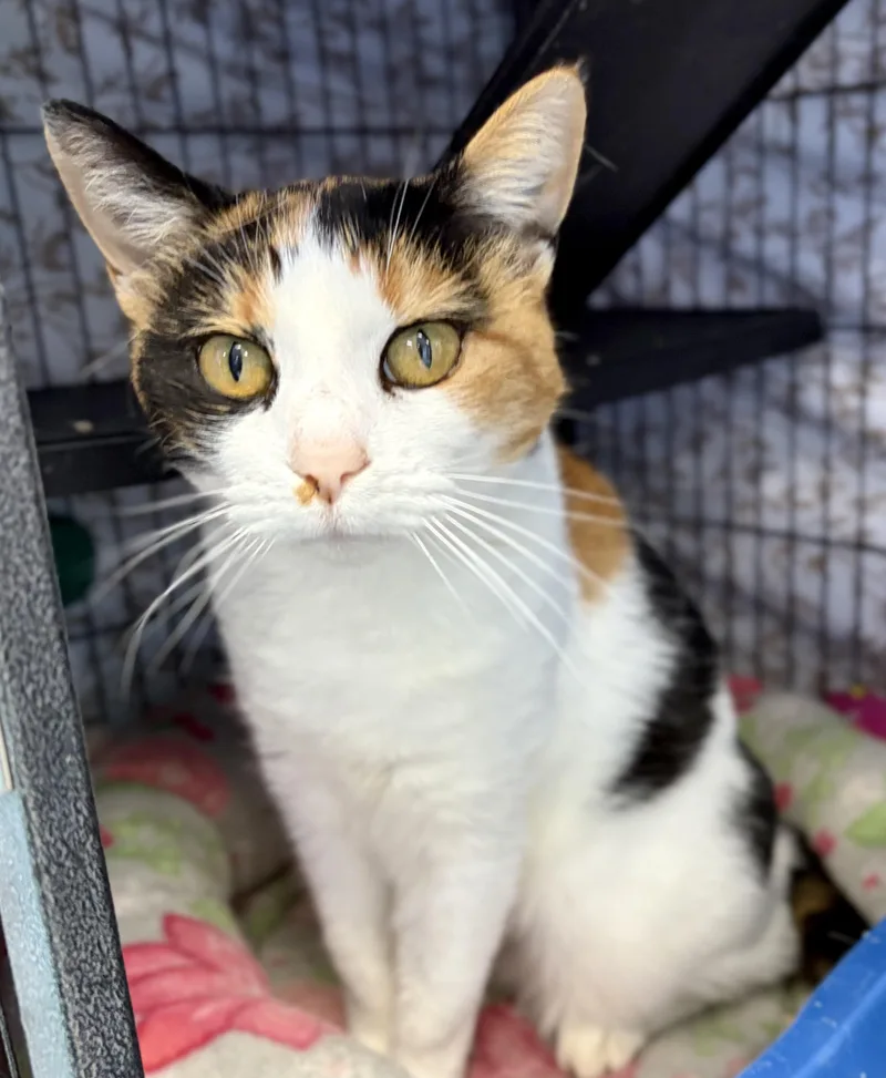 A senior medium-sized female Calico Domestic Short Hair cat named Loretta for adoption in Bardstown, KY