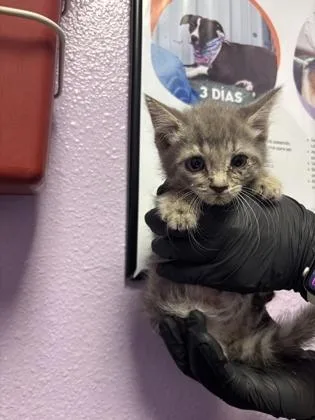 A baby small-sized female Gray / Blue / Silver Domestic Short Hair cat named 61112193 for adoption in El Paso, TX