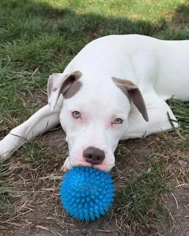 A baby medium-sized male Pit Bull Terrier dog named Jake GyllenPaw for adoption in Allen Park, MI