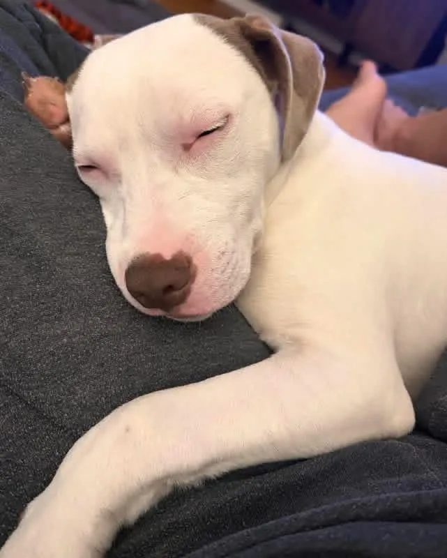 Jake GyllenPaw thumbnail 4